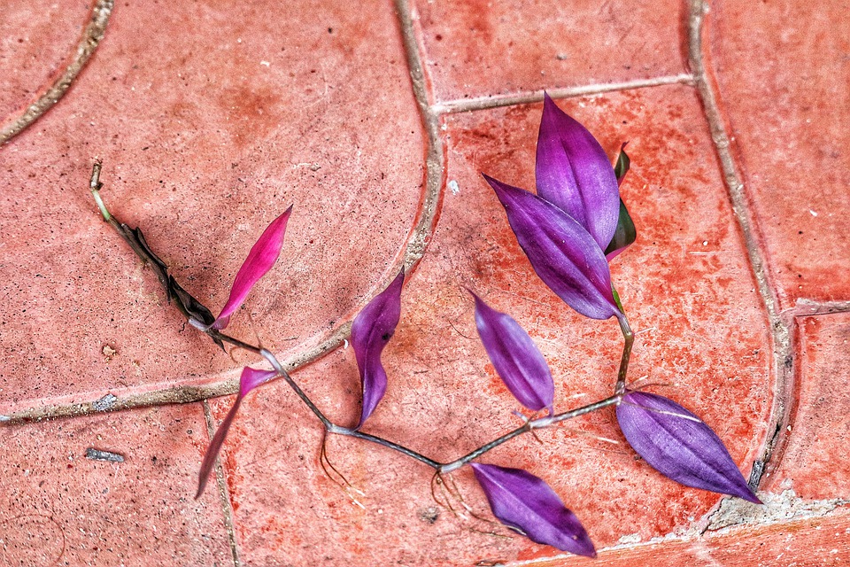 How To Keep Terracotta Floor Cleaned At Home