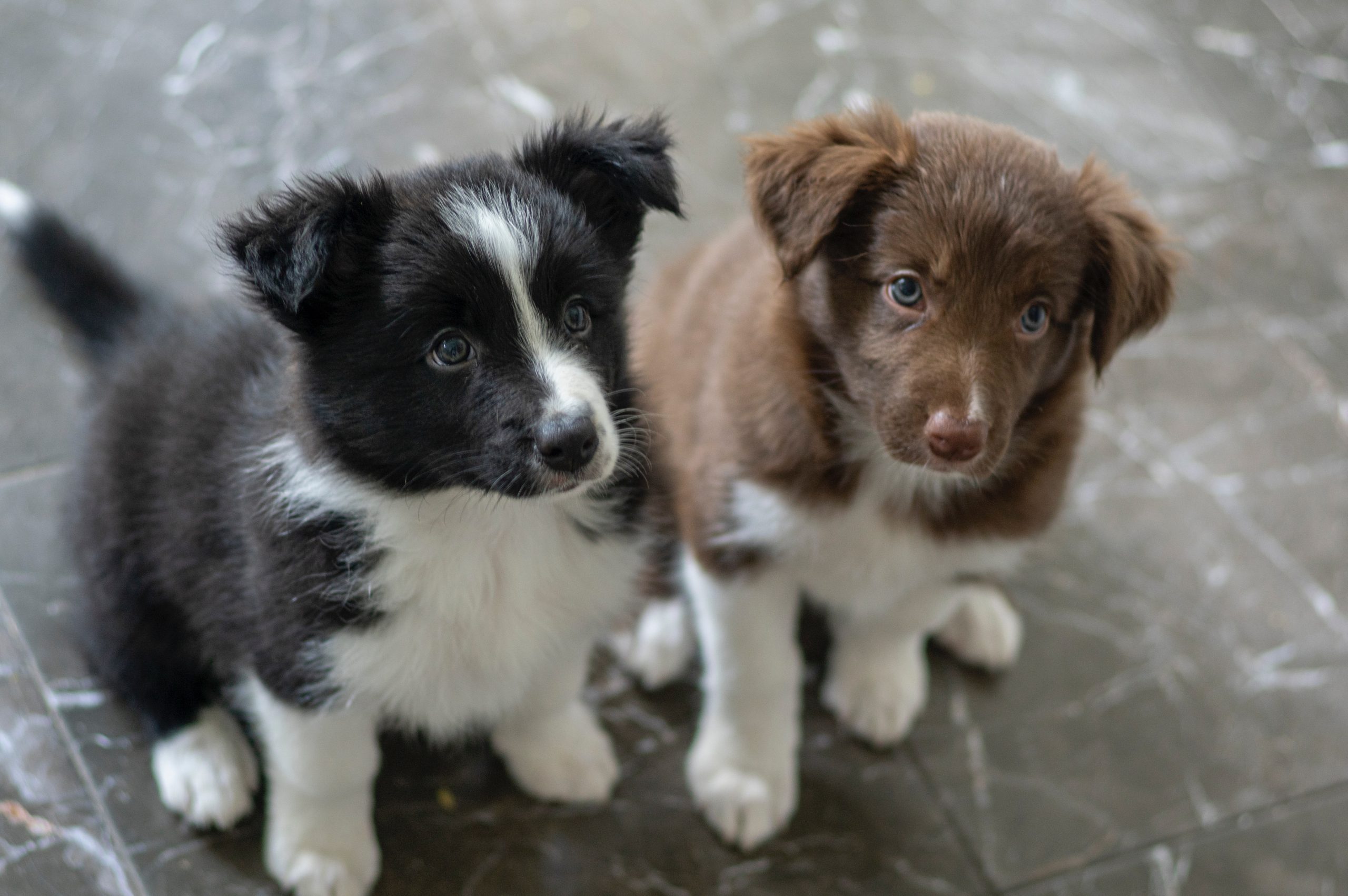 Best Flooring If You Have Pets