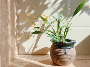 How To Protect Floors From Indoor Plants