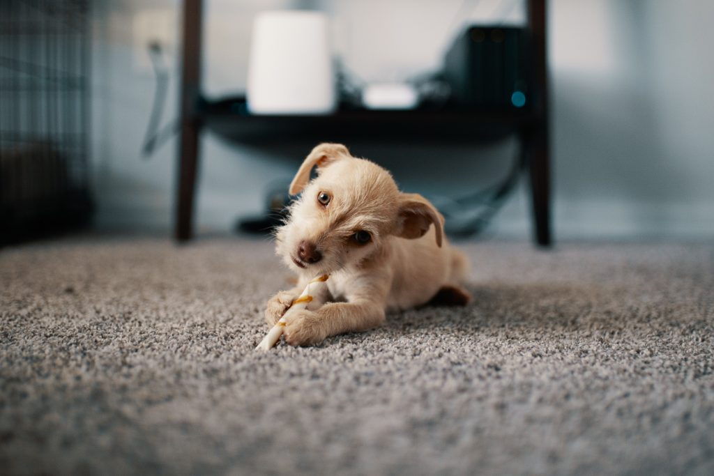 A Small Dog Is Standing On A Carpet Floor